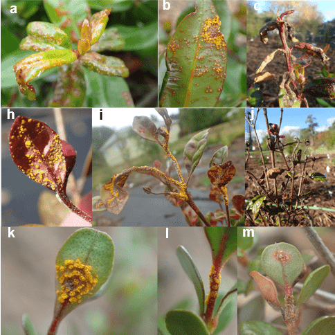 Myrtle rust symptoms