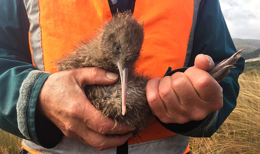 Image: Kiwi Rescue.