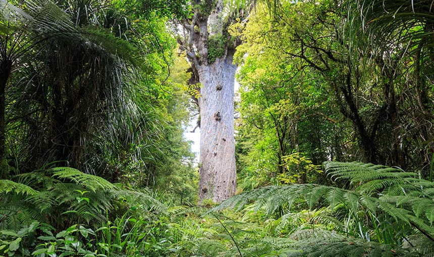 school-of-the-kauri