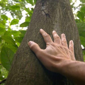 About Nga Rakau Taketake