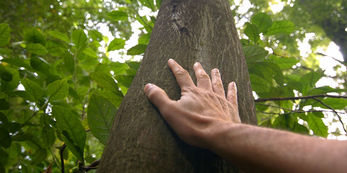 About Nga Rakau Taketake