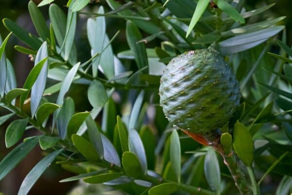 Kauri Ora